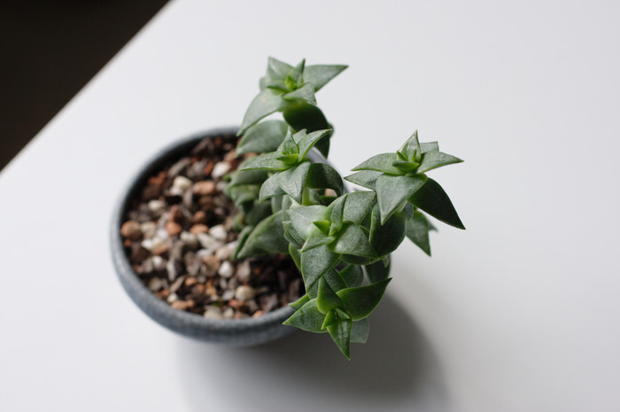 Crassula 3